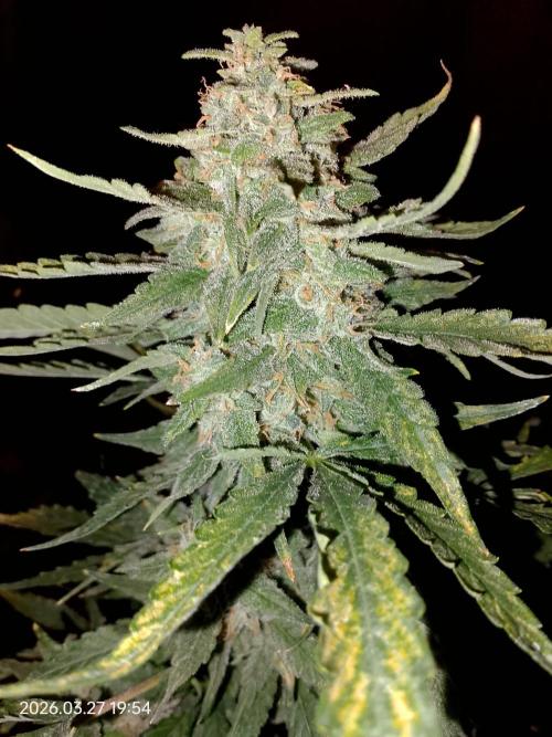 Dr. Greentumb growdiaries. Week 9 - Apple Feeter