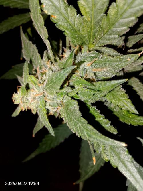 Dr. Greentumb growdiaries. Week 9 - Apple Feeter