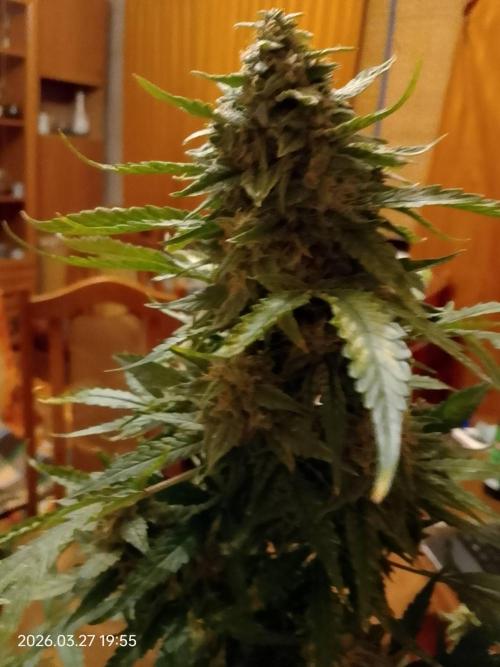 Dr. Greentumb growdiaries. Week 9