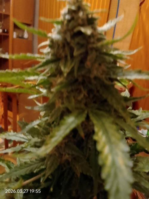 Dr. Greentumb growdiaries. Week 9