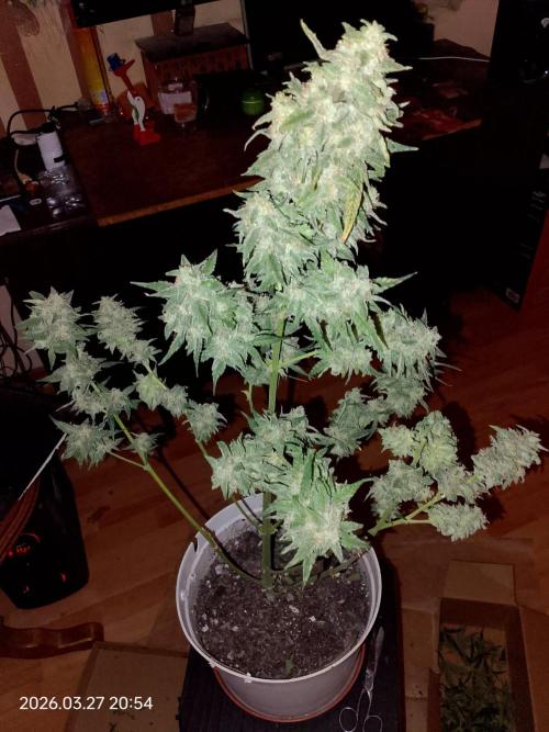 Dr. Greentumb growdiaries. Week 9 - Apple Feeter