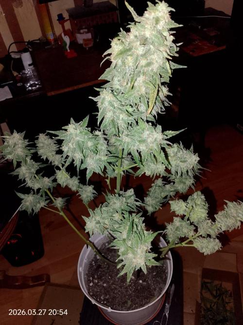 Dr. Greentumb growdiaries. Week 9 - Apple Feeter