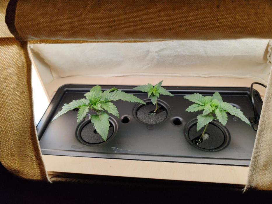 1st grow - GreenBox-. Week 0 - Start of the grow, after 1,5 weeks 
