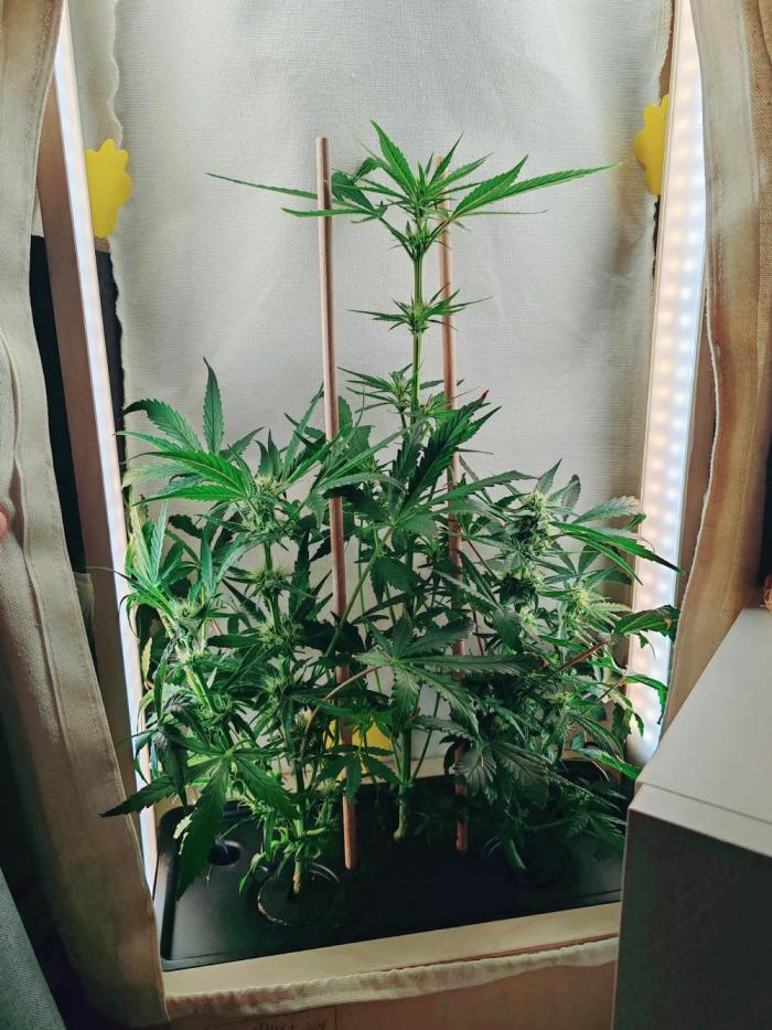 1st grow - GreenBox-. Week 4 - Before reducing leaf material 