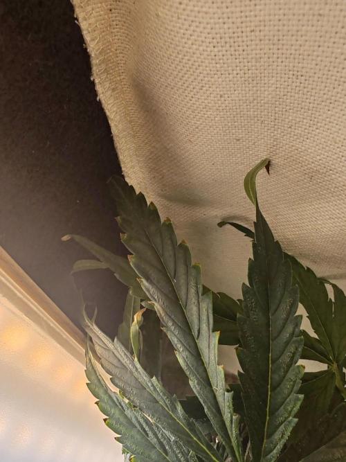 1st grow - GreenBox-. Week 7