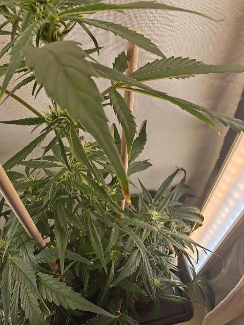 1st grow - GreenBox-. Week 7