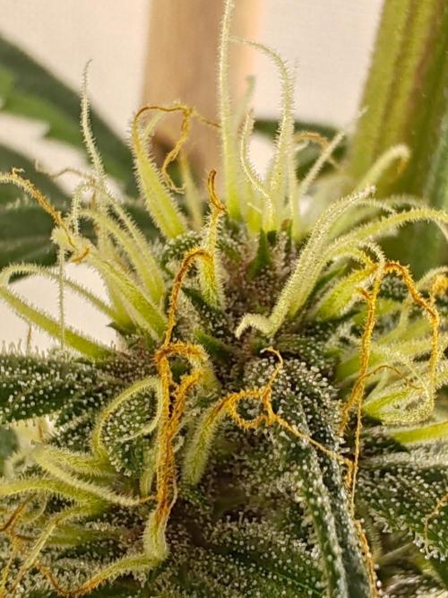 1st grow - GreenBox-. Week 9 - Plant 1 center 