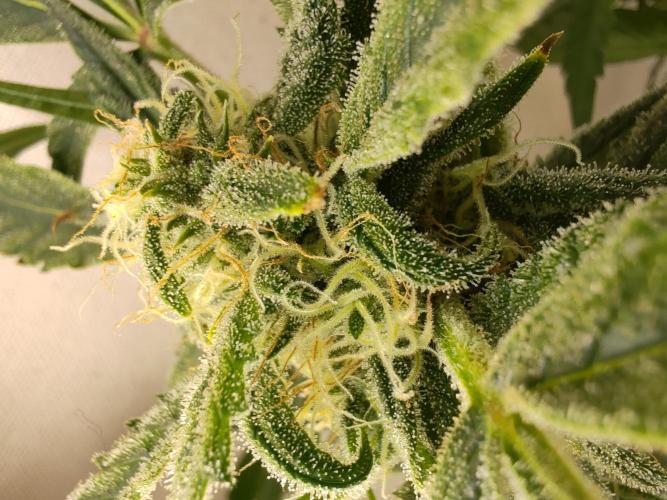 1st grow - GreenBox-. Week 9 - Plant 3 left