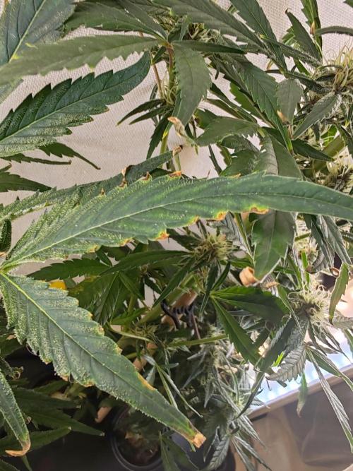 1st grow - GreenBox-. Week 9 - Water change to get rid of probably to much fertilizer.

All plant show the same