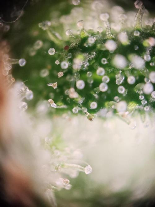 1st grow - GreenBox-. Week 10