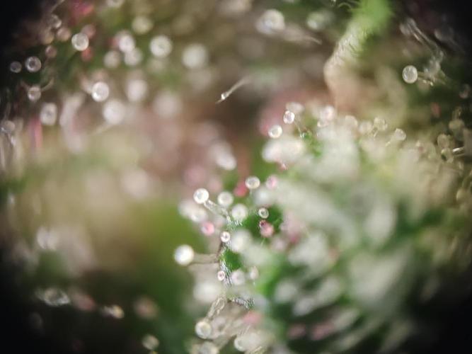 1st grow - GreenBox-. Week 10