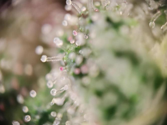 1st grow - GreenBox-. Week 10