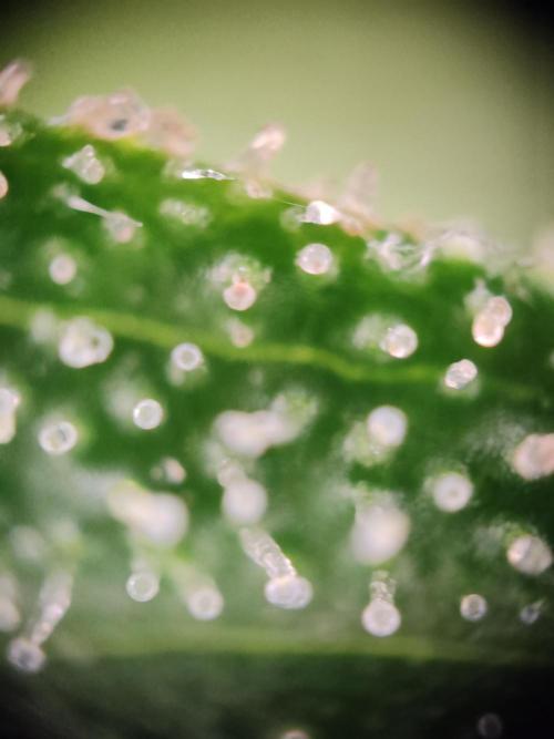 1st grow - GreenBox-. Week 10