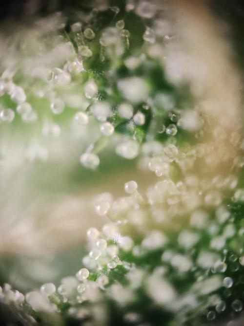 1st grow - GreenBox-. Week 10