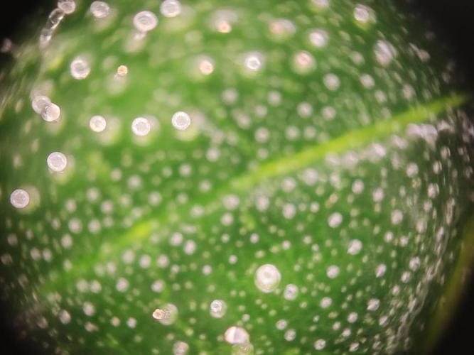 1st grow - GreenBox-. Week 10