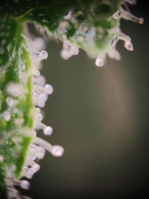 1st grow - GreenBox-. Week 10