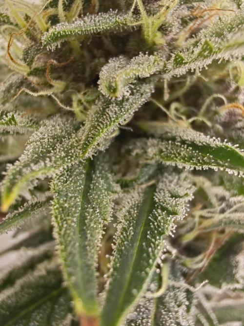 1st grow - GreenBox-. Week 11