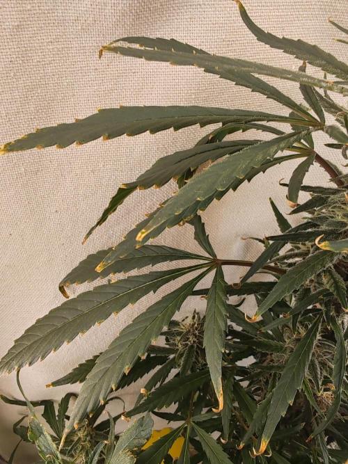 1st grow - GreenBox-. Week 11