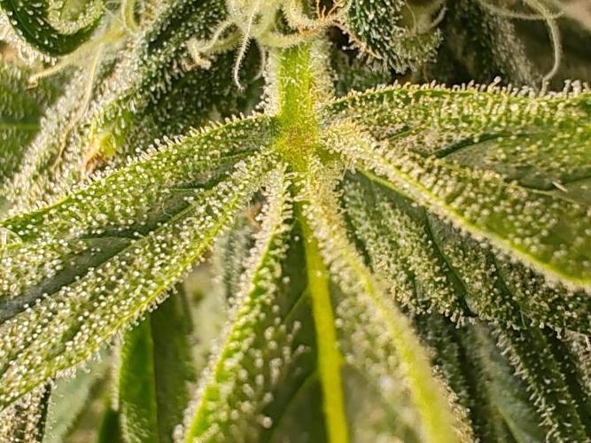 1st grow - GreenBox-. Week 9 - Leaf