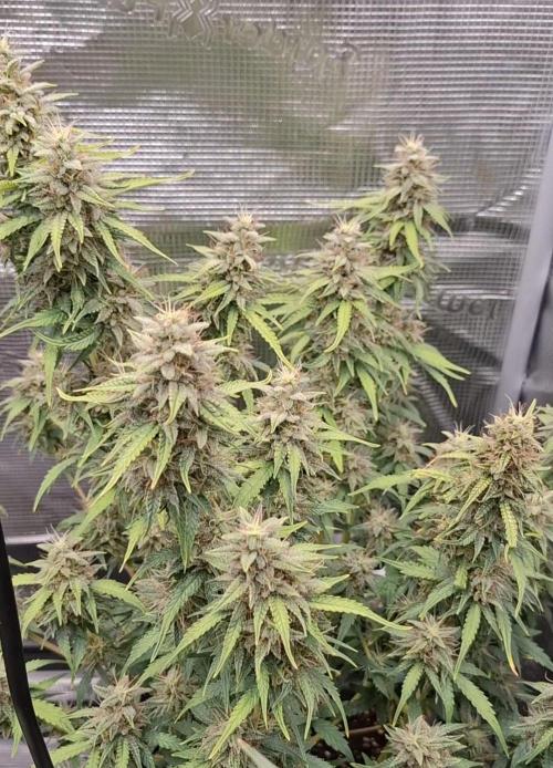 Super Skunk Automatics. Week 16