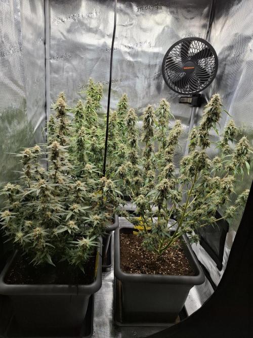 Super Skunk Automatics. Week 16