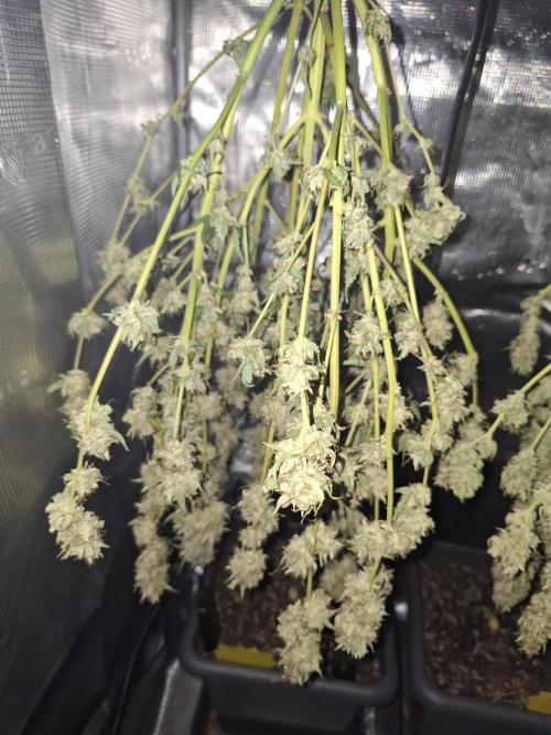 Super Skunk Automatics. Week 16