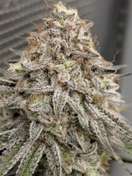 White Widow. Week 16