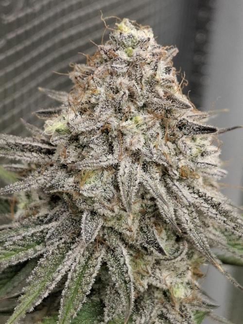 White Widow. Week 16