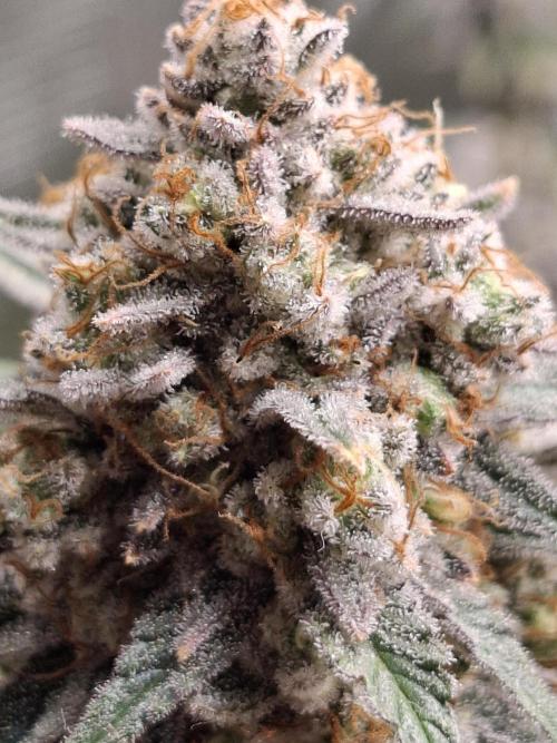 White Widow. Week 16