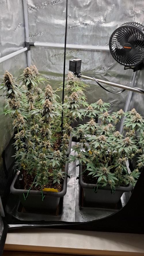 White Widow. Week 16