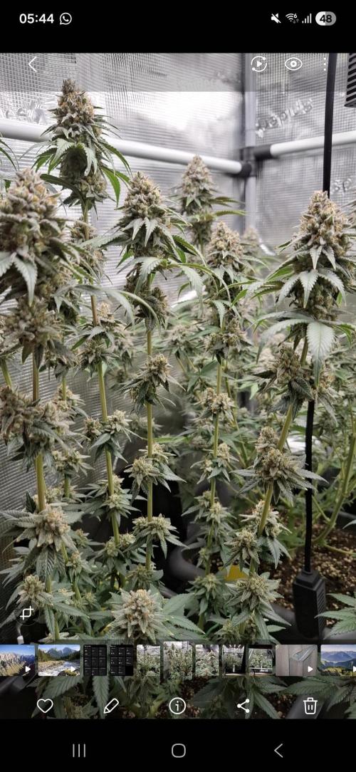 White Widow. Week 16