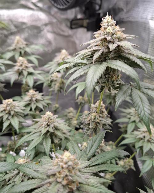 White Widow. Week 16