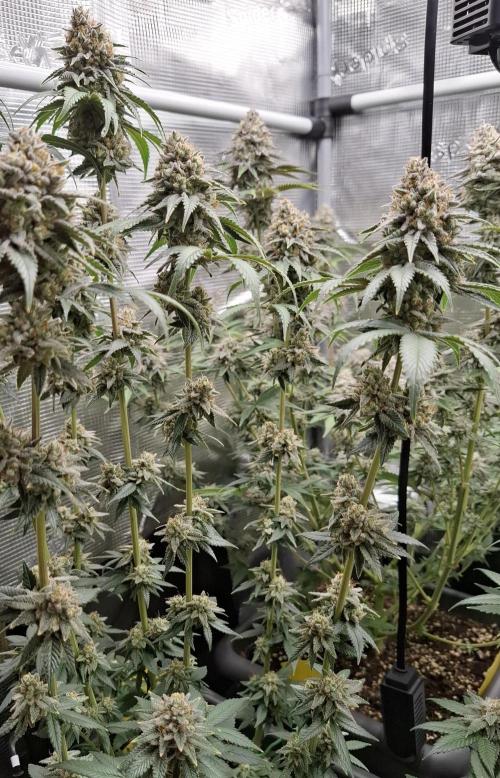 White Widow. Week 16