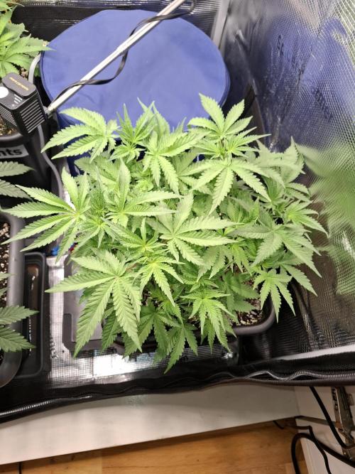 Grow mix. Week 4