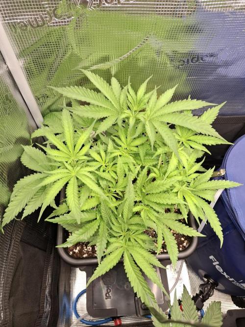 Grow mix. Week 4