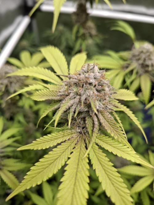 Grow mix. Week 9