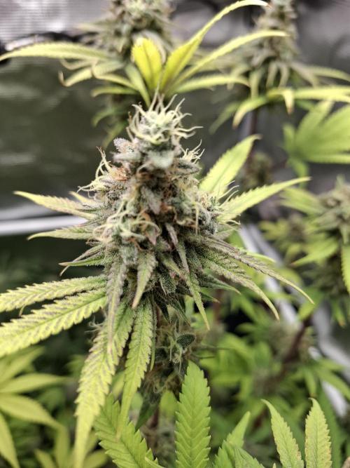 Grow mix. Week 9