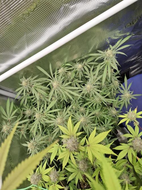 Grow mix. Week 9