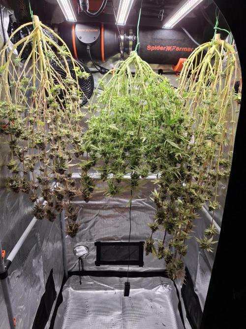 Grow mix. Week 10