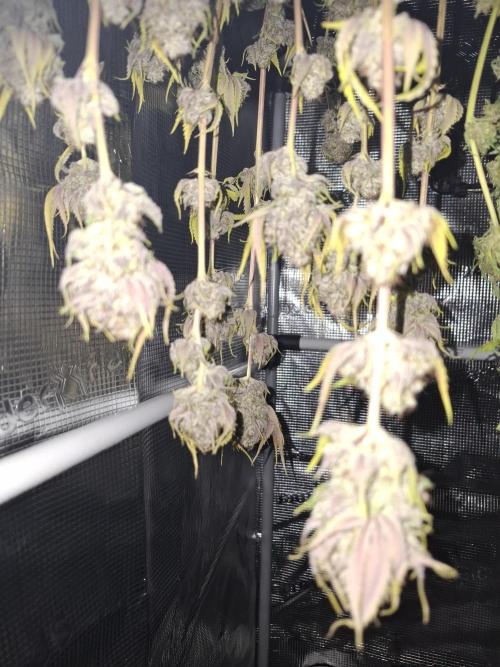 Grow mix. Week 10