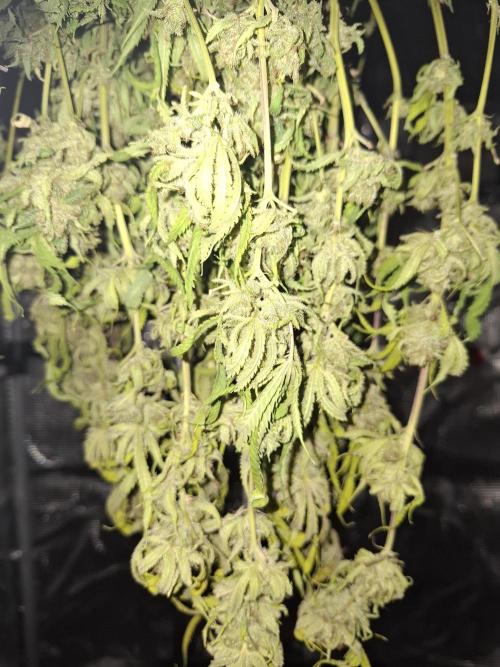 Grow mix. Week 10