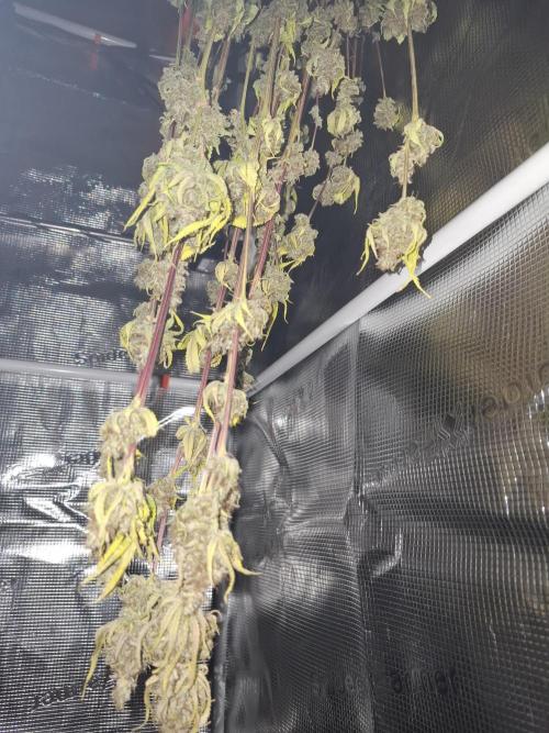 Grow mix. Week 10