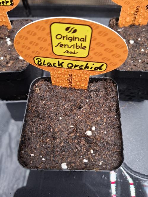 C.C.G / O.S.S Grow Event. Week 0