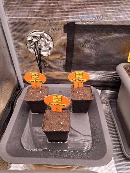 C.C.G / O.S.S Grow Event. Week 0