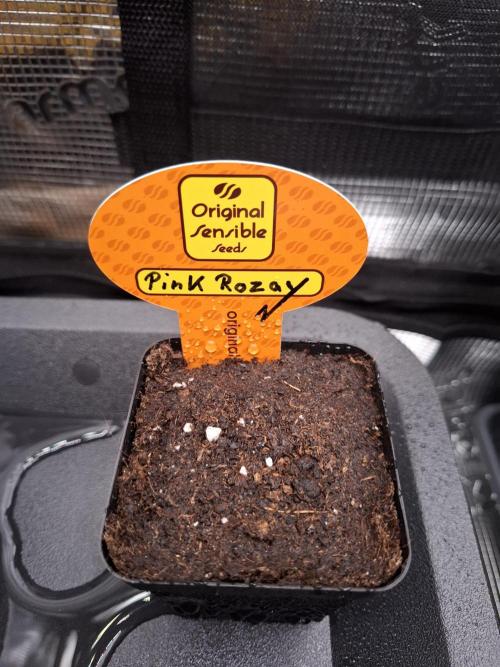 C.C.G / O.S.S Grow Event. Week 0
