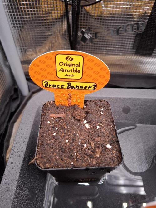 C.C.G / O.S.S Grow Event. Week 0