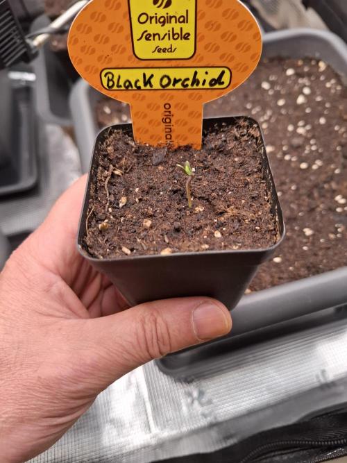 C.C.G / O.S.S Grow Event. Week 0