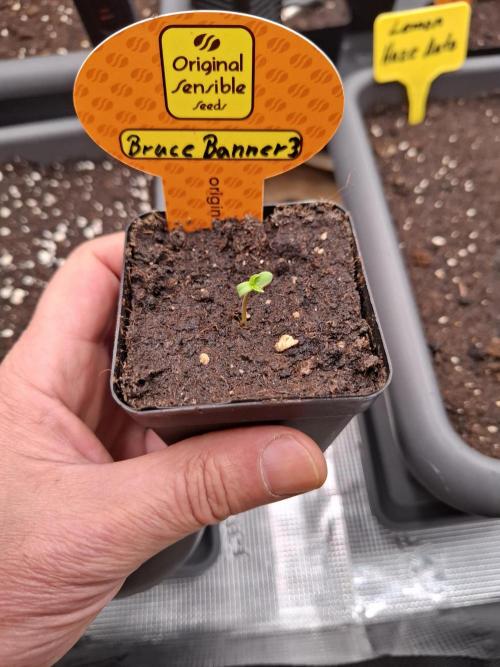  Bruce Banner #3. Week 0