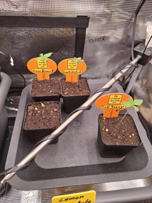  Bruce Banner #3. Week 0