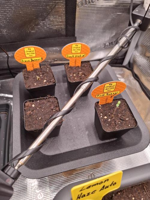 C.C.G / O.S.S Grow Event. Week 0